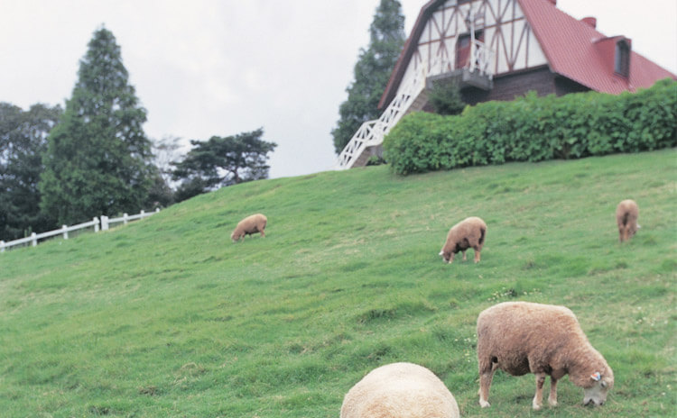 神戸市立 六甲山牧場