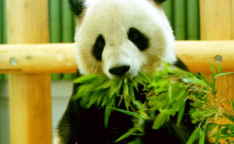 神戸市立 王子動物園