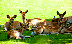 nara park