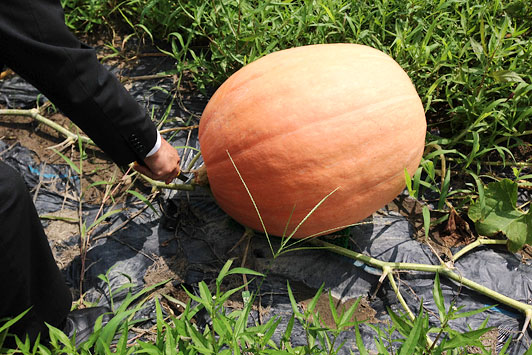 pumpkin2014-03