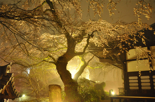 夜桜＠善福寺