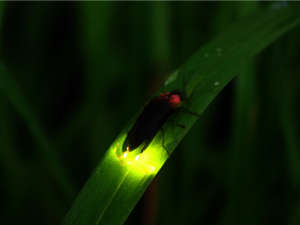 firefly