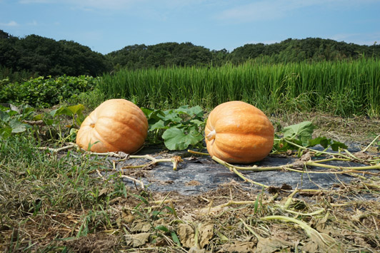 pumpkins01